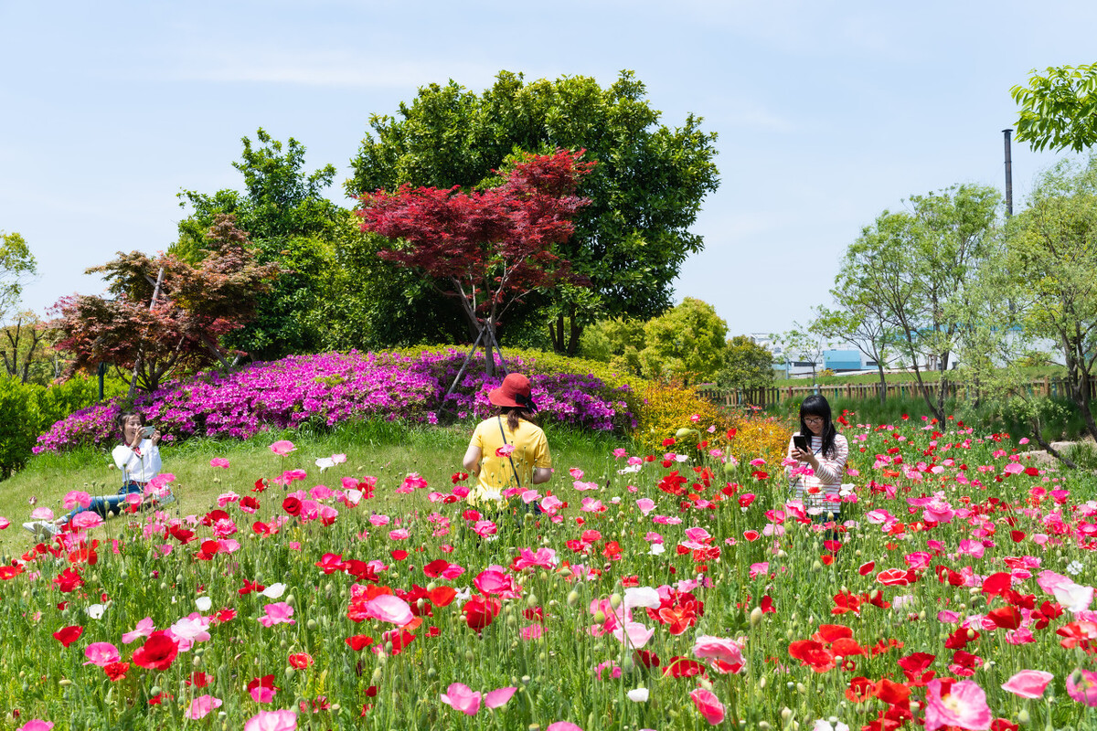 上海踏青2022,上海踏青最佳景点2021
