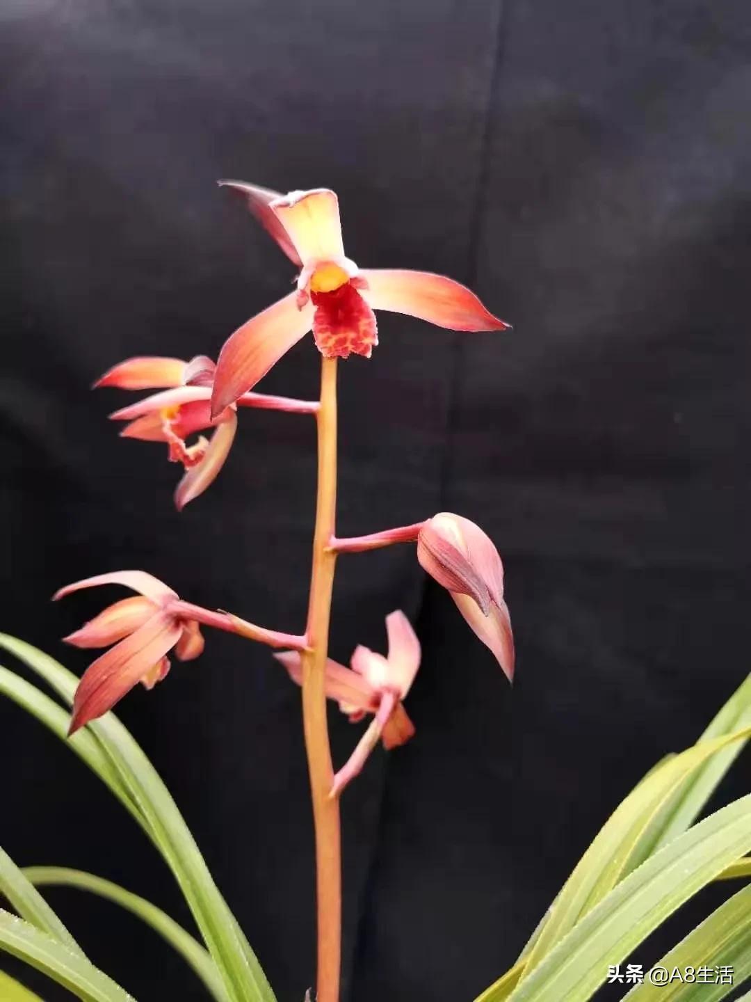 每日一品花卉,每日一品中国兰花春兰