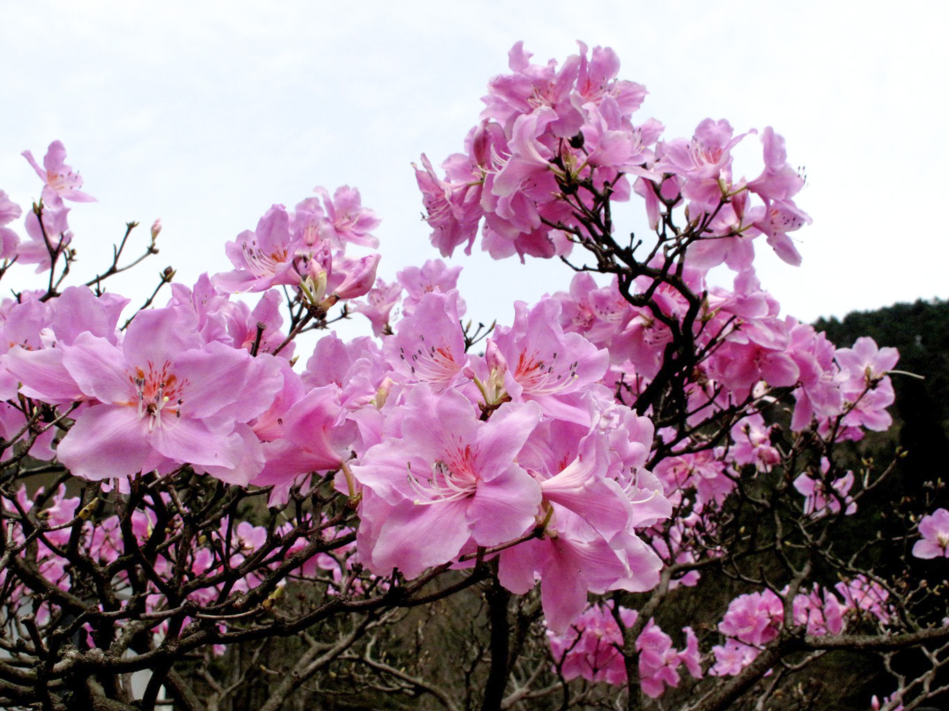 四明山华顶杜鹃,浙东华顶杜鹃群落