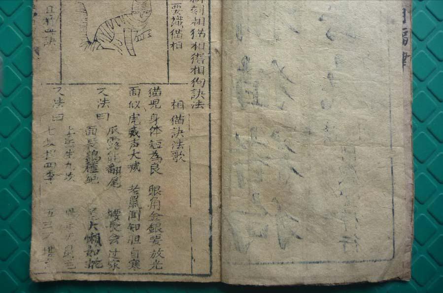 家猫怎样选才是好猫,如何挑选一只性格好长得好看的猫