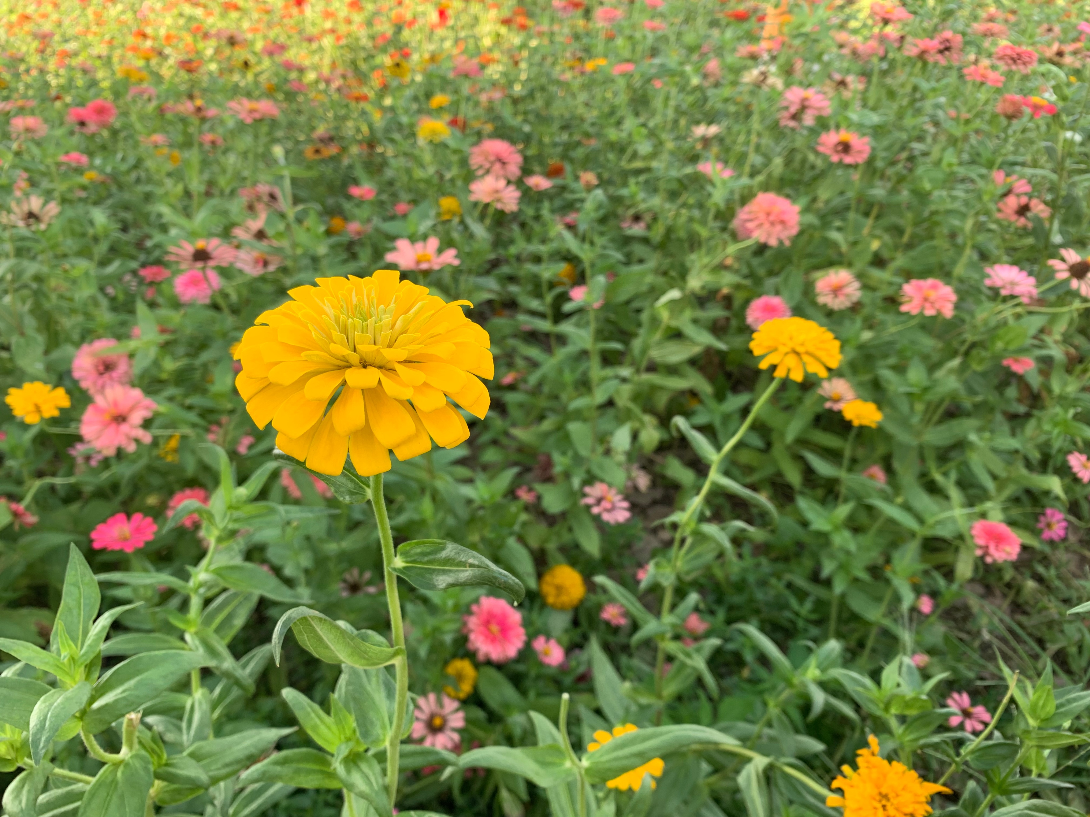 2022海珠湖公园春节游玩,海珠湖湿地公园最佳游玩时间