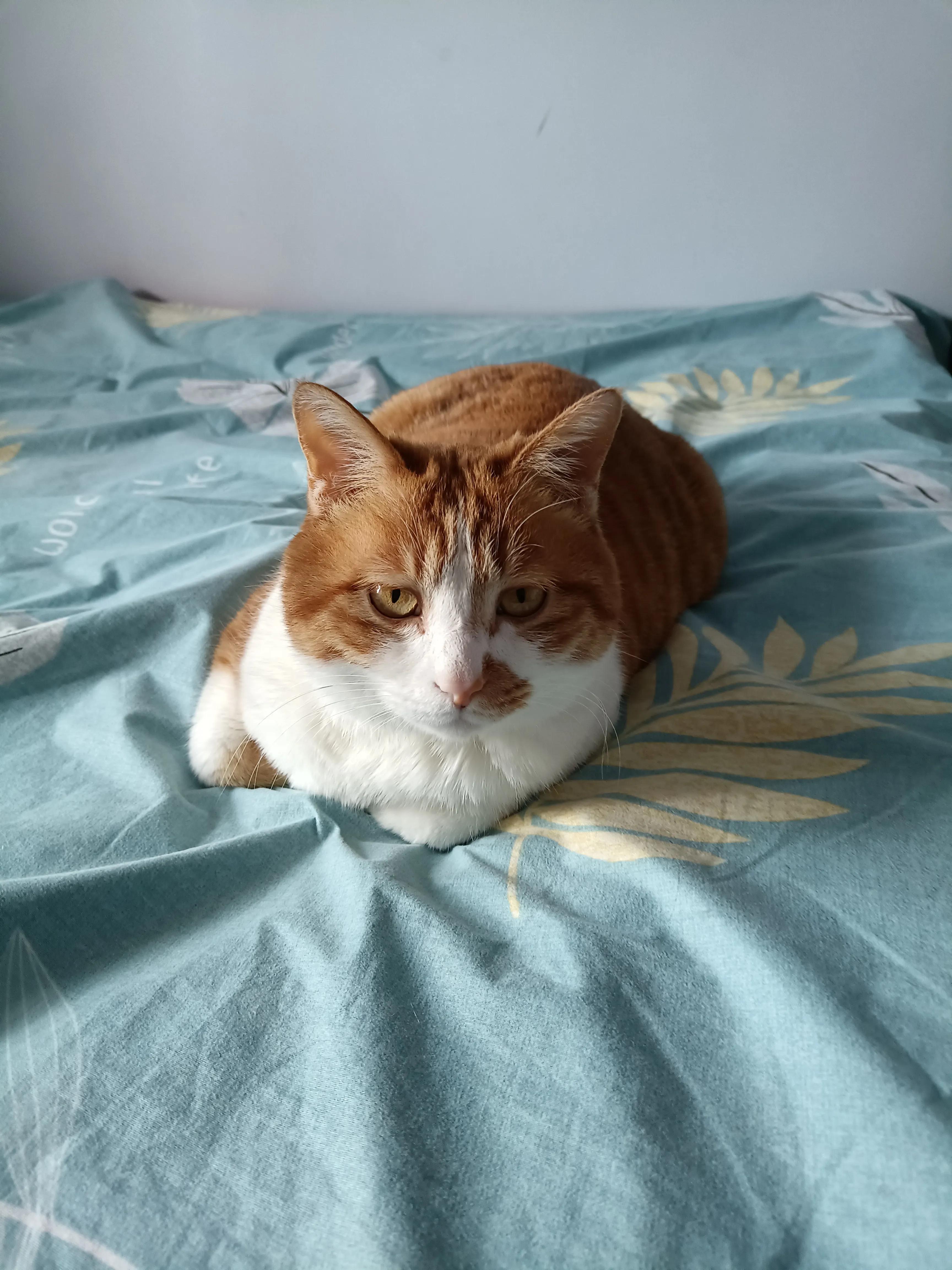 猫咪可乐与橘子 (可爱猫咪喝果汁)