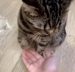 哪种猫不臭比较好养,盘点猫界很香的几种猫