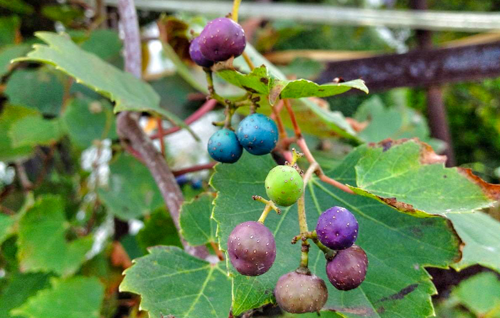 只有农村才有的水果你吃过几种,农村最喜欢的十种水果