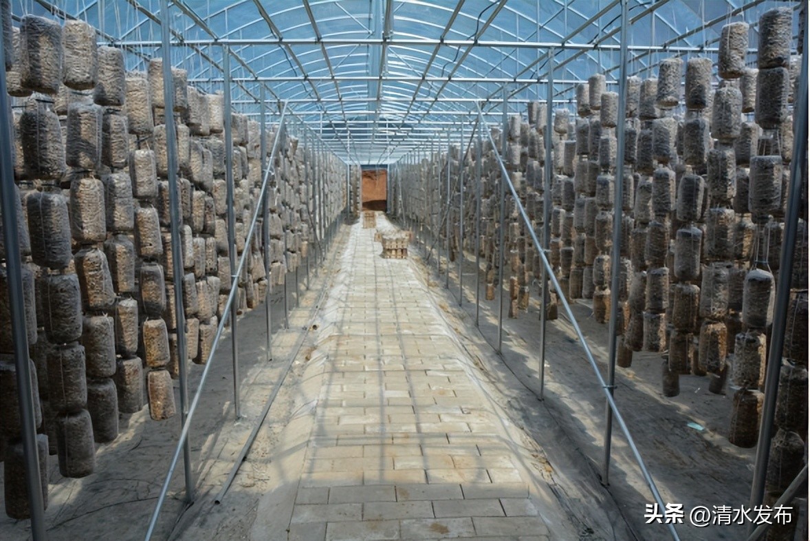种植黑木耳带领乡村致富,种植黄背木耳壮大村集体经济