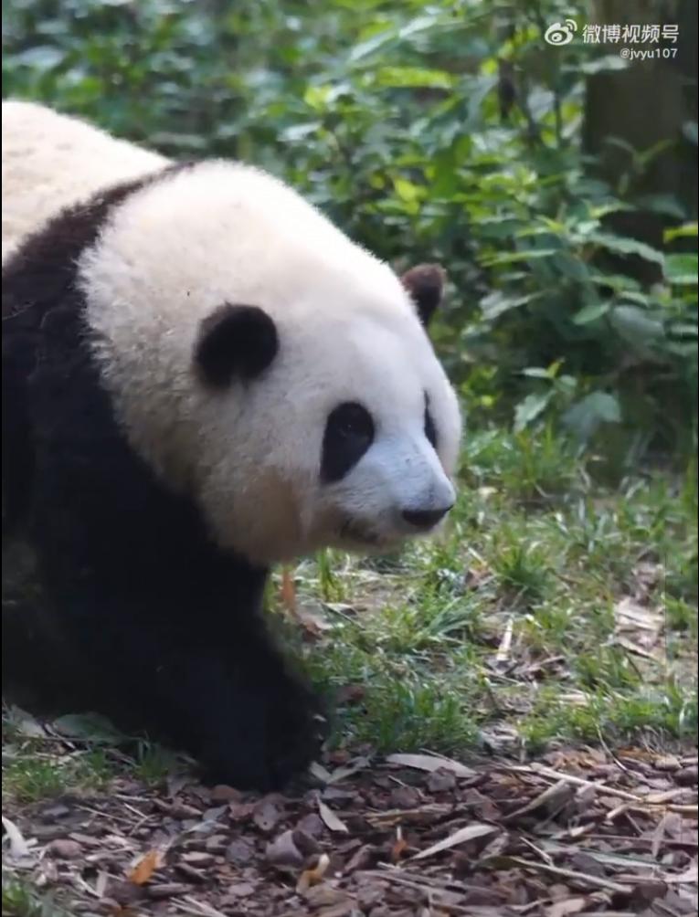 花花：接住谭爷爷给的小苹果，仿佛接住了整个世界。