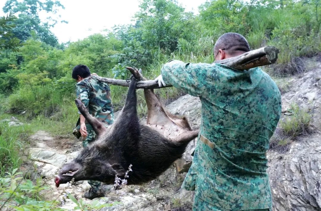 因为嘴馋！一男子自制猎套捕杀野猪被抓，为啥不准食用野猪肉？