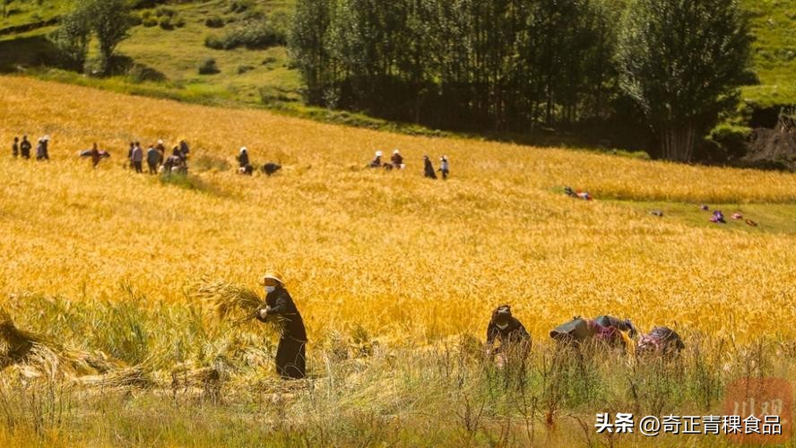 *藏西**青稞的种植，体现着人与自然的高度和谐