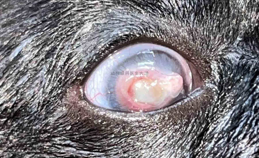 狗狗眼角膜溃疡怎么治疗,狗狗眼睛视网膜溃疡症状