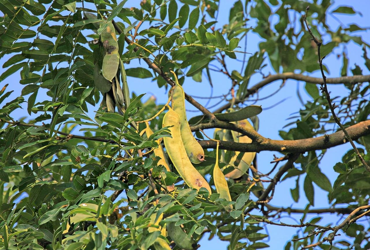 这种植物被当杂草其实却是稀罕货,这种植物山里随处可见