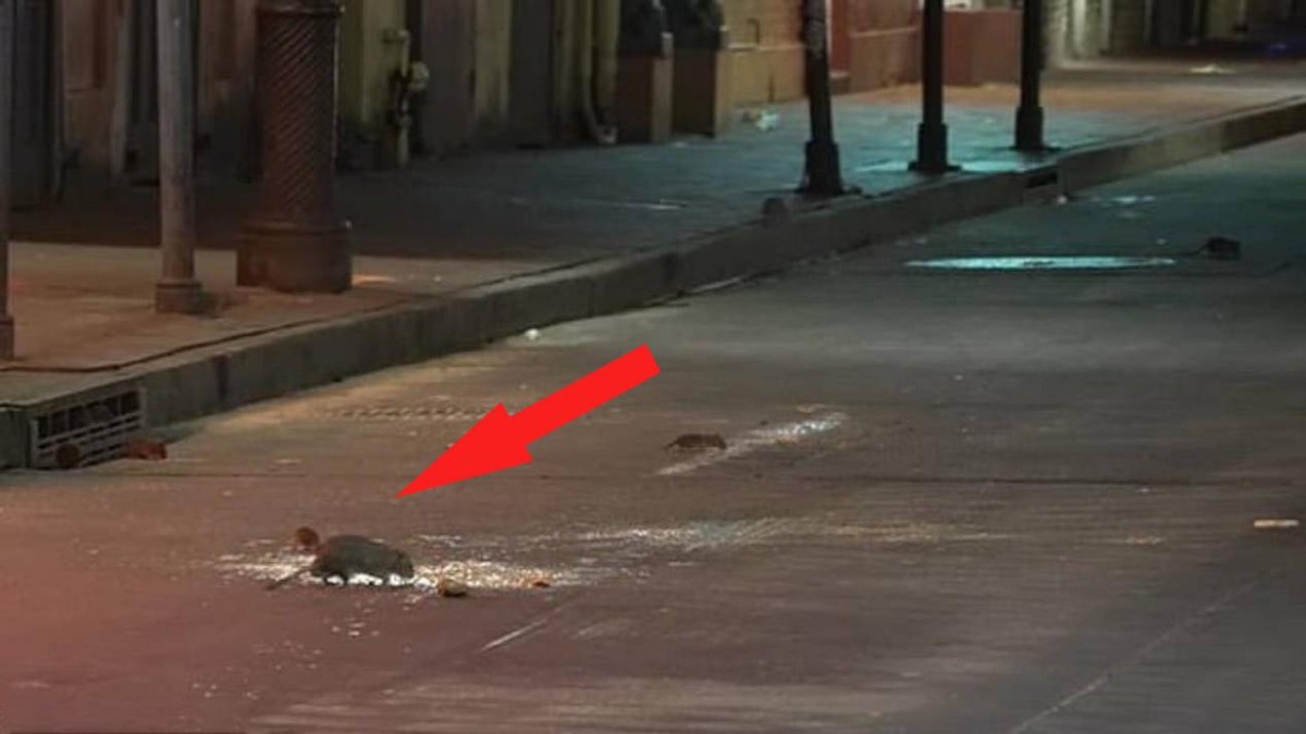 老鼠变少的原因是什么,为什么老鼠变少了