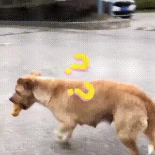 没救了，我家傻狗以为是我“亲生”的