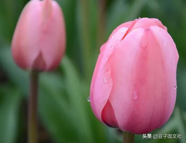 郁金香的花貌和郁金香的花语,各种颜色郁金香的花语是什么