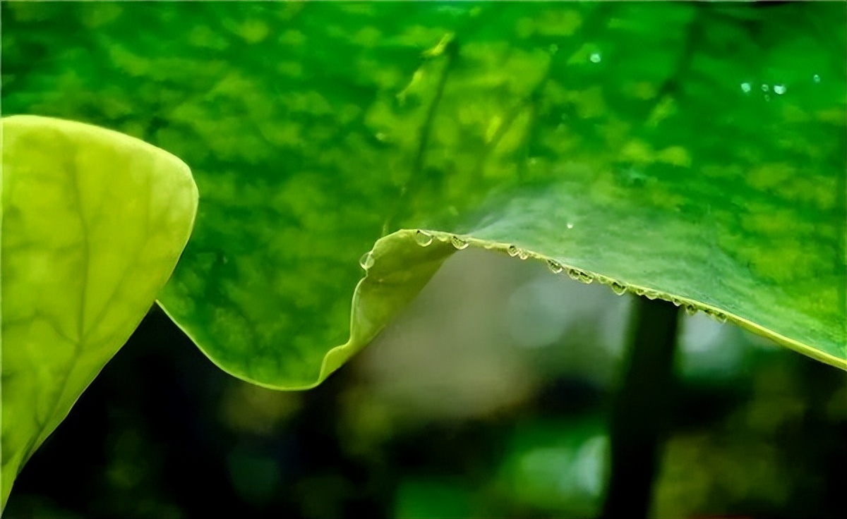 2022怀化可以看荷花的地方,美好怀化