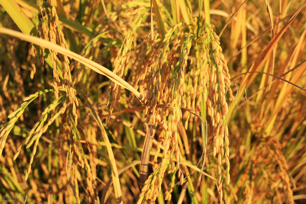 馒头和面条哪个降血糖效果最好,米饭馒头面条哪种主食升血糖最快