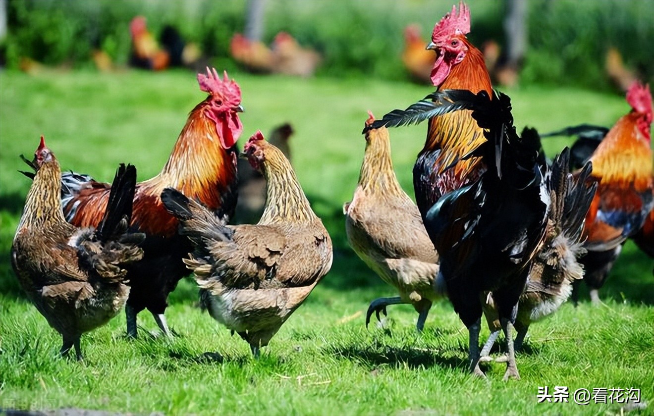 河南省漯河市舞阳县介绍视频,舞阳2007年照片