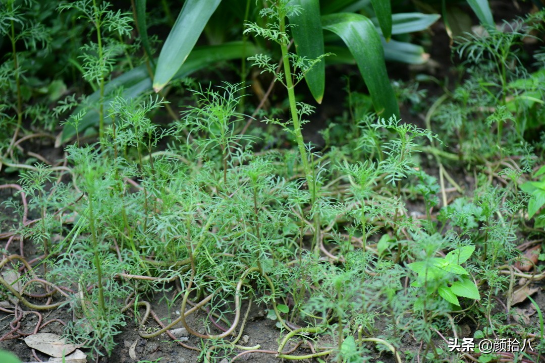 看到你的花园那么惨，我就安心了|园丁