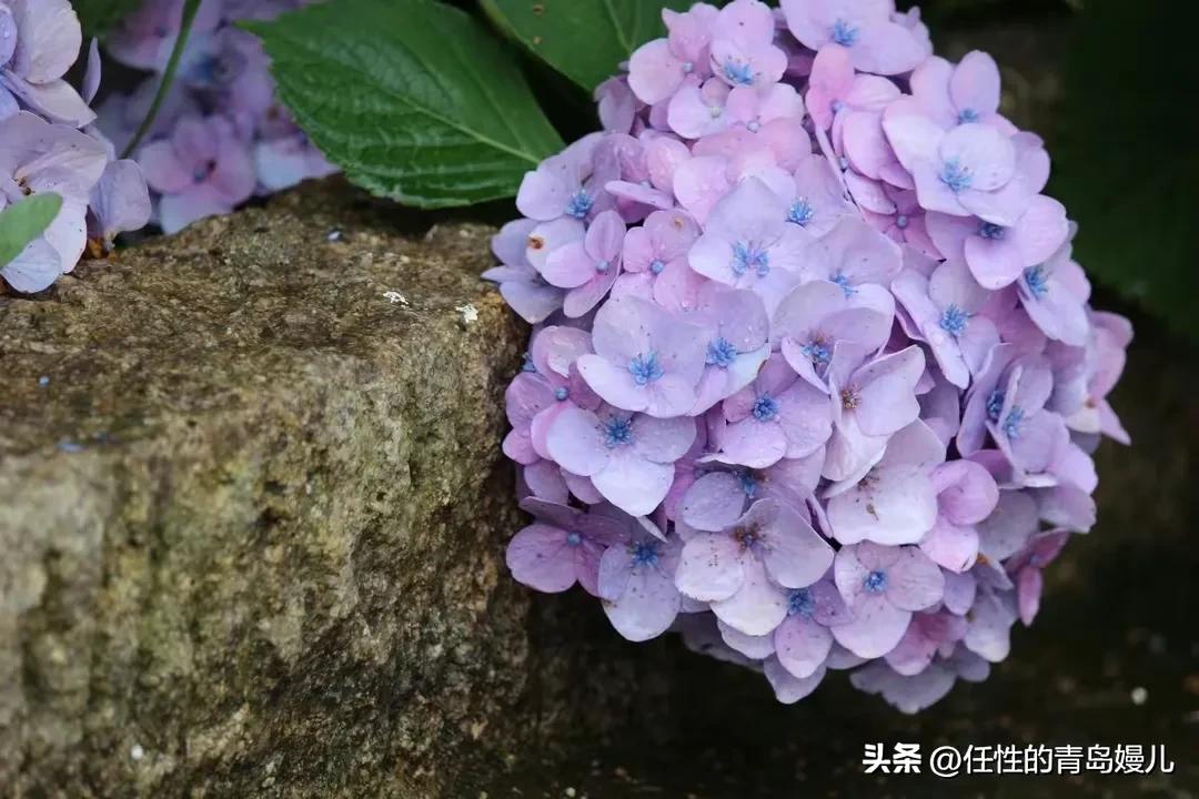 “正是红稀绿暗时，花如圆玉莹无疵”青岛嫚镜头下花花草草之绣球