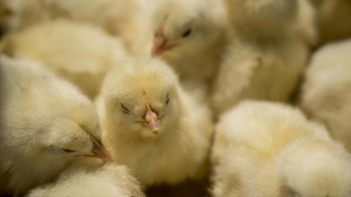 为什么返乡创业都选择养鸡,90后返乡创业养鸡