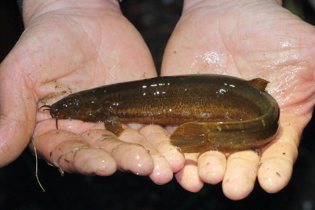 路亚野钓大师被抓,路亚泥鳅钓鱼抓到了会怎么样