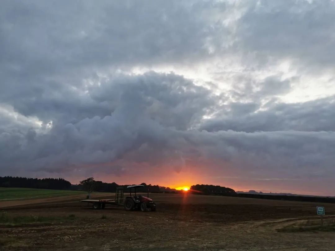 95后特特在新西兰：进厂切白菜，月入2万，感染新冠领千元补贴