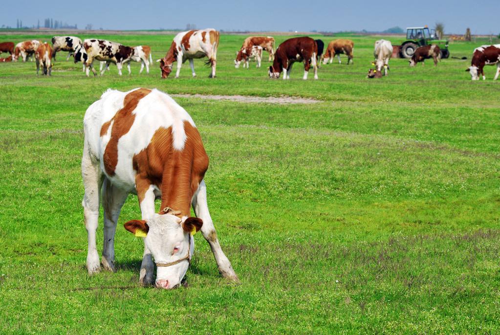 牛的肠胃不好的病状,牛的肠胃病用什么药调理