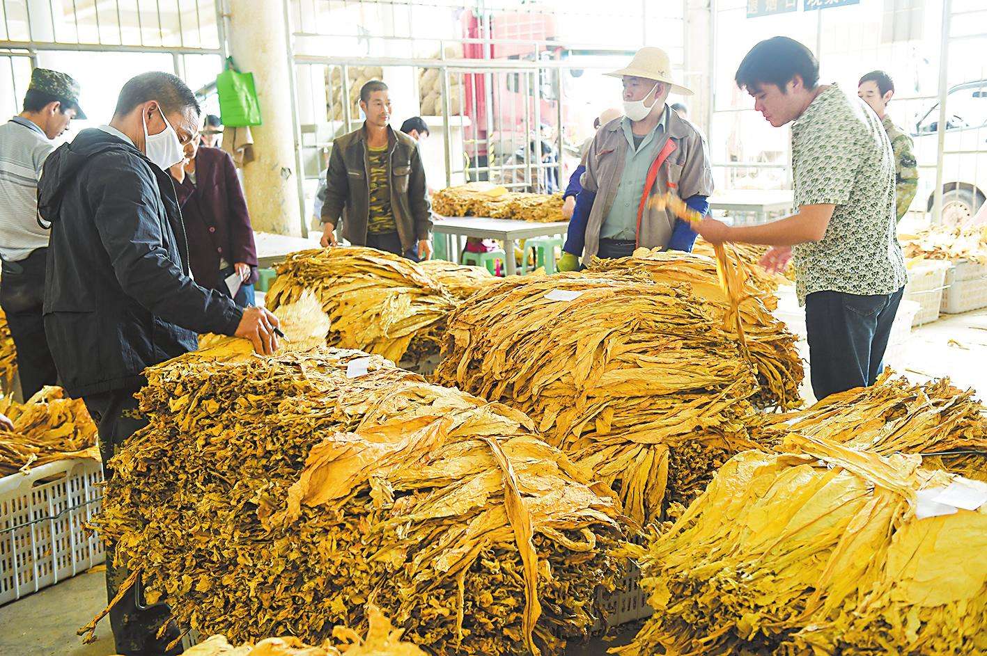 为证明吸烟无害，英国*草烟**公司让1只狗狗每天吸食30支烟，坚持3年