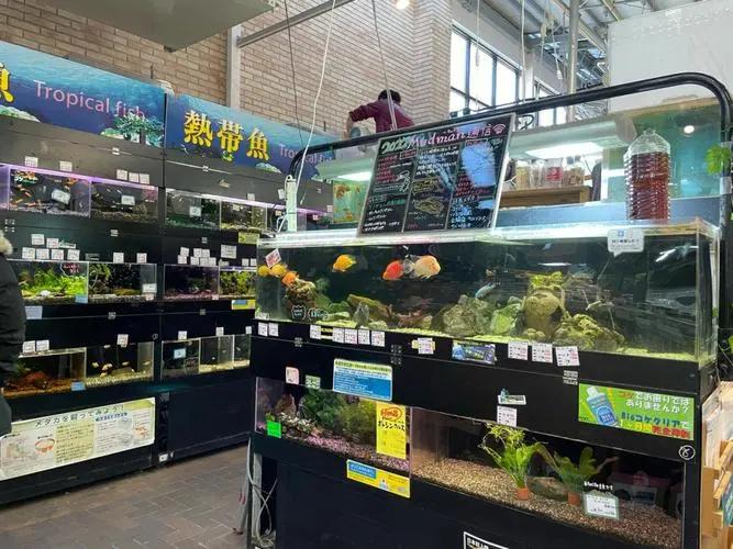 小伙养泥鳅年入百万,90后小伙养变异泥鳅