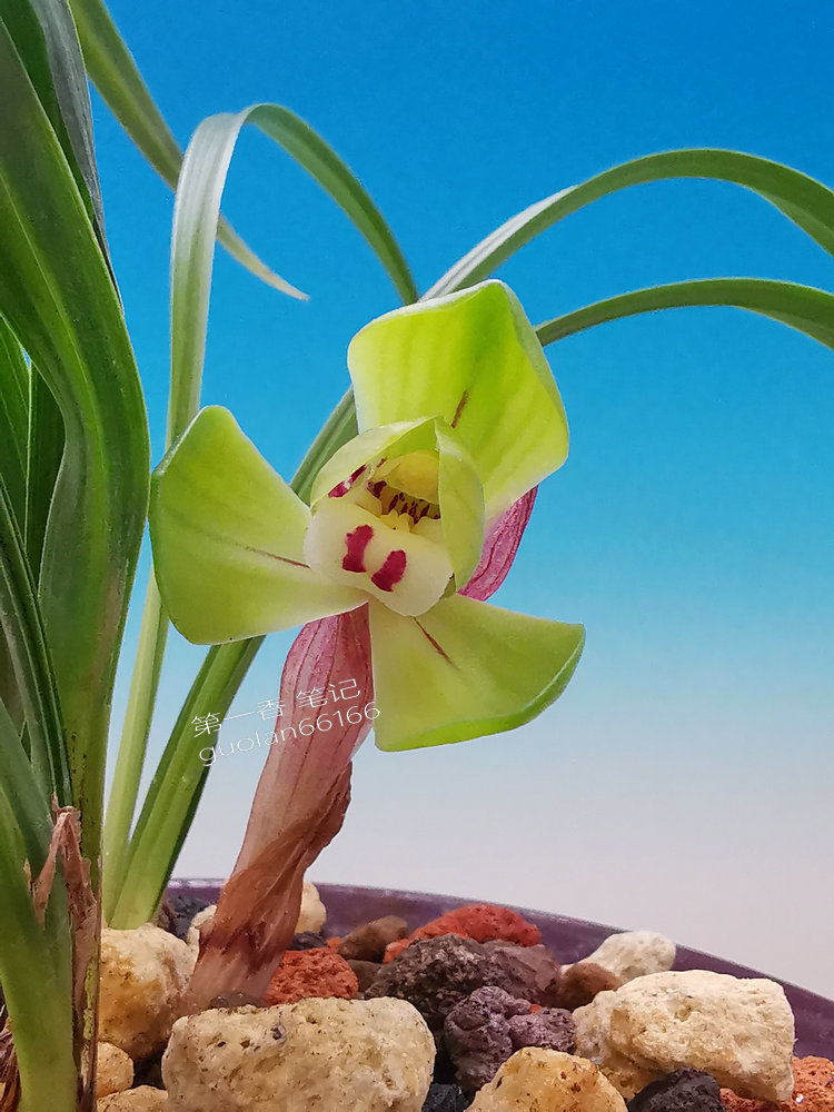 号外!送灶,特别想念家中的父母