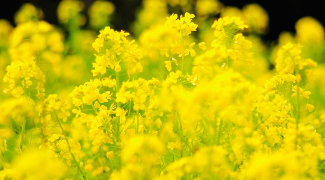 油菜花开写春意,油菜花开闪金光的诗句