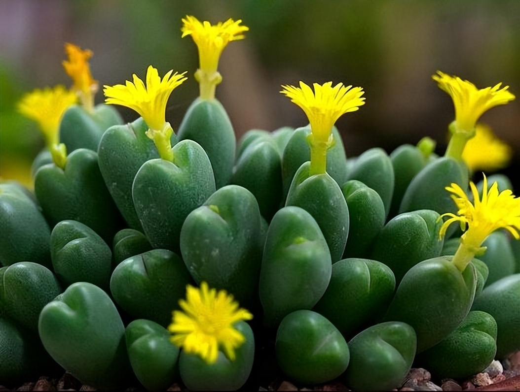 8种多肉太上头，外形独特又可爱，让人直呼太有趣了