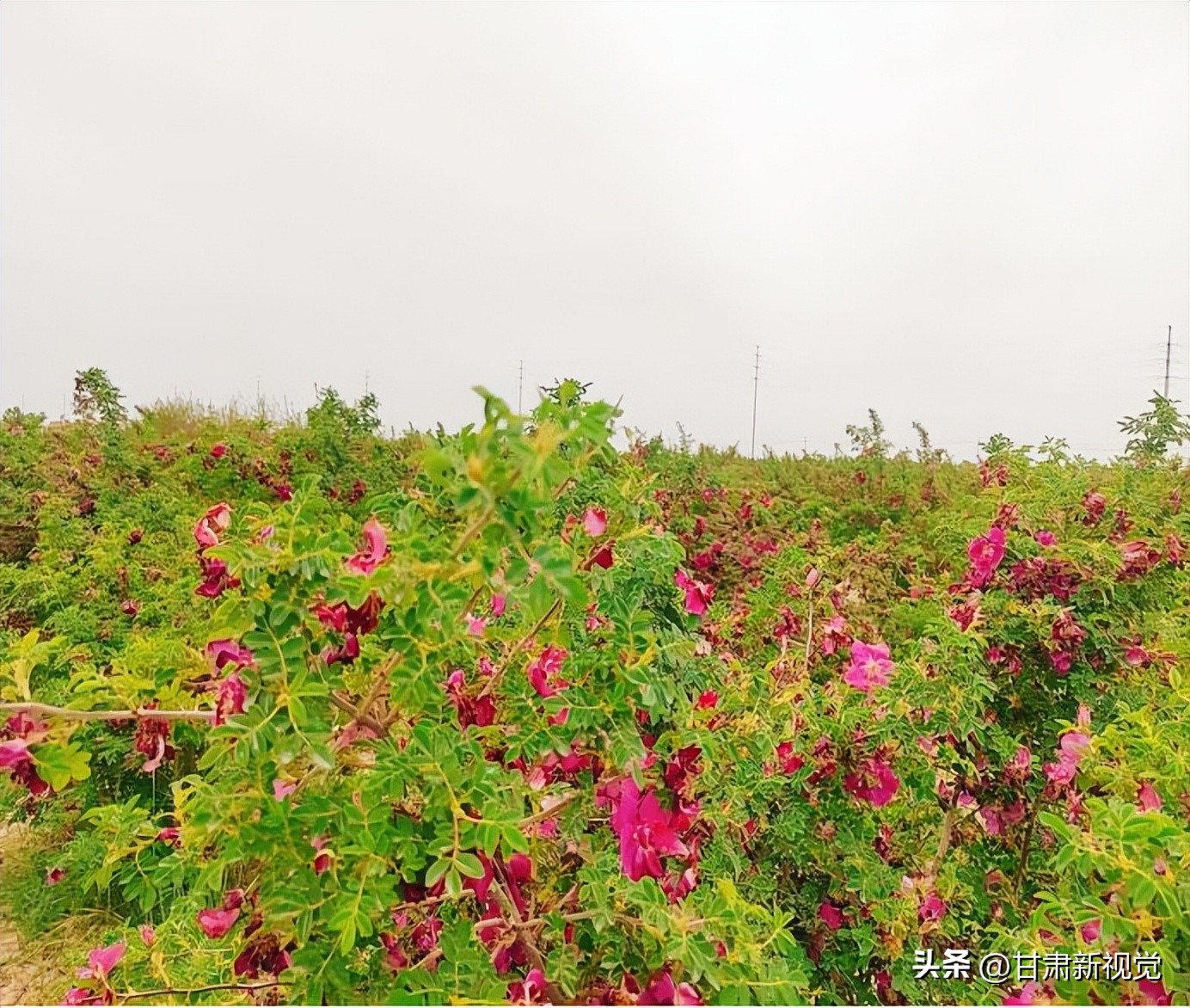 秦川镇尹家庄村：待到玫瑰花开时邀您来做玫瑰酱