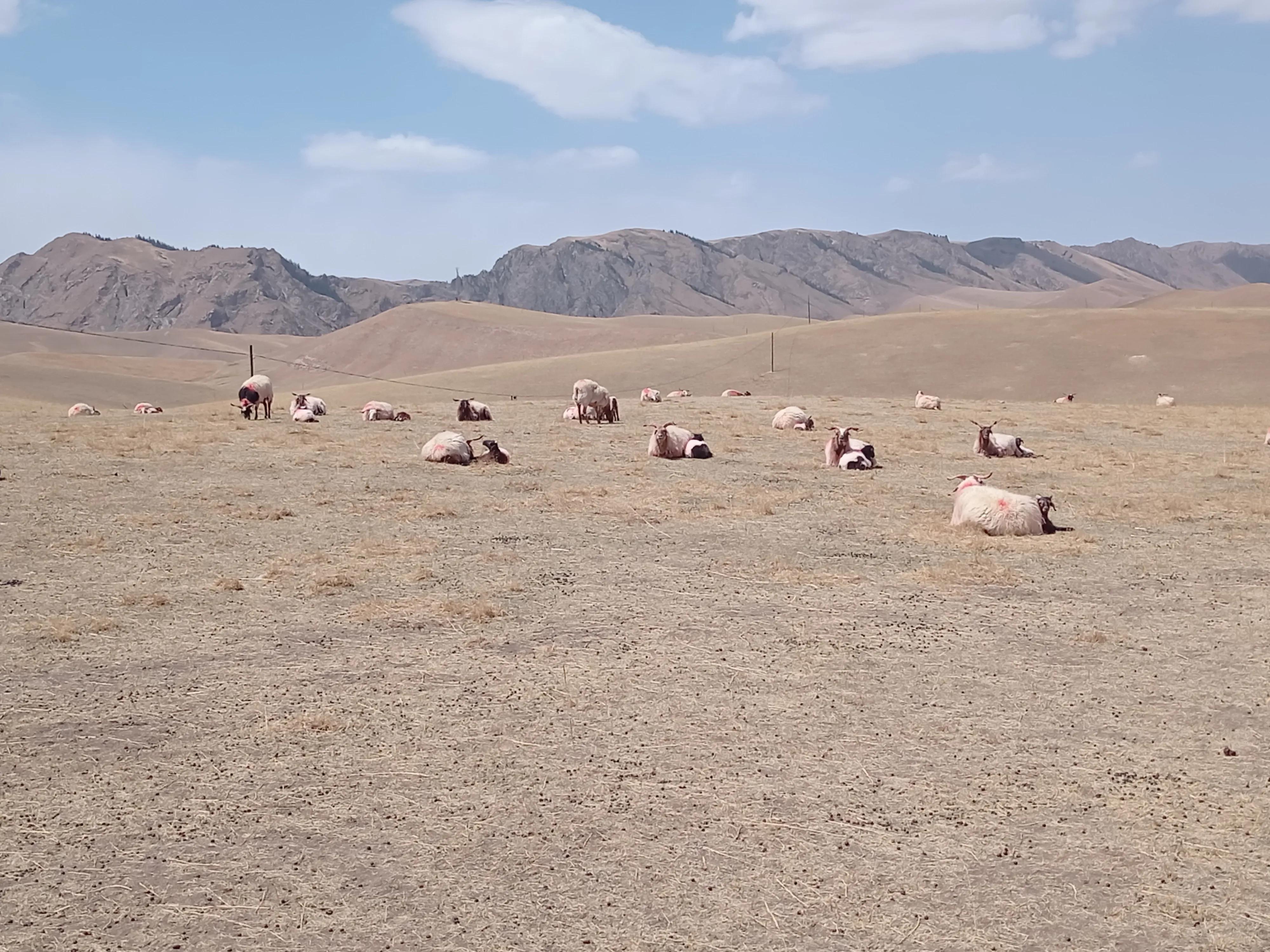 养羊人都要做的事情,养羊人想赚钱必须了解的四点