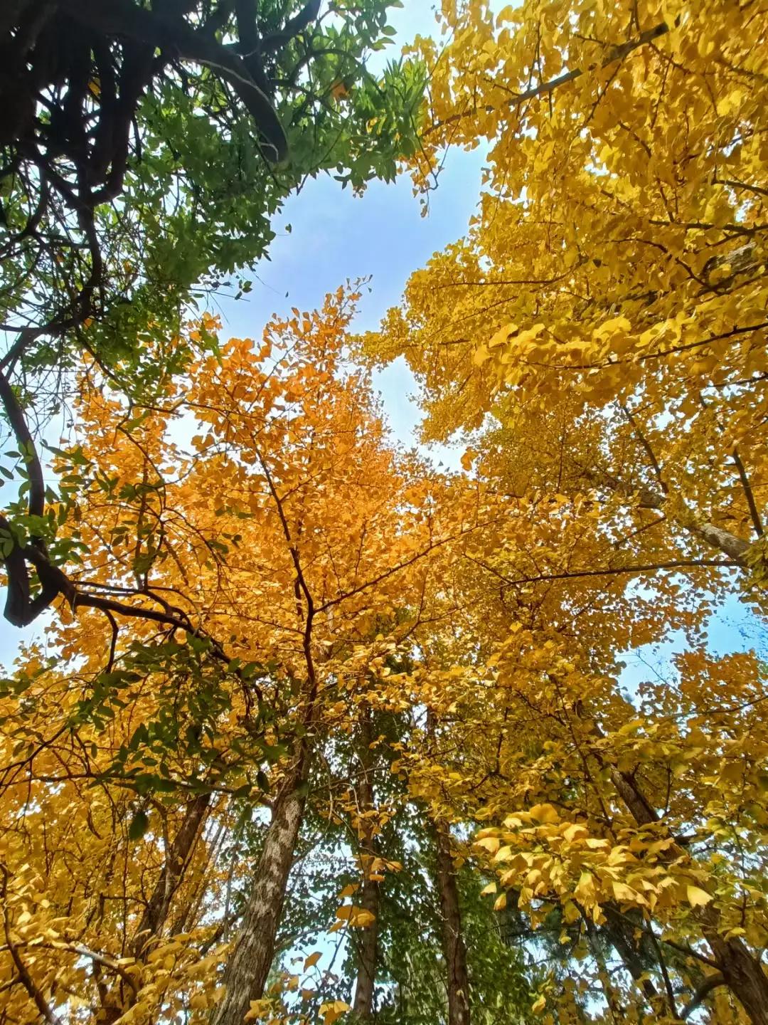 什么季节的海虾最便宜,海虾一般几月份大量上市