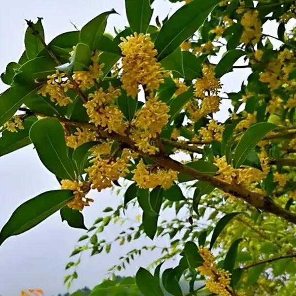 牙疼不是病的下半句,牙疼不是病段子