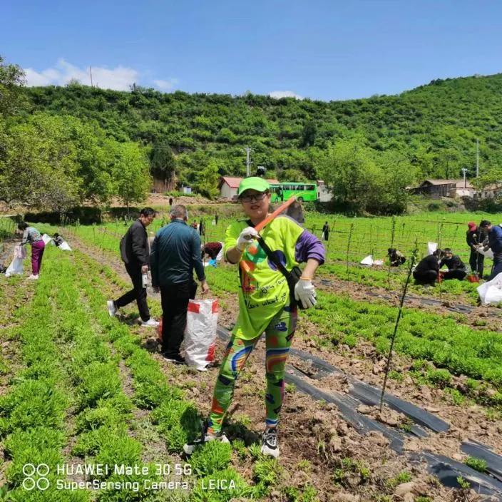 山东养心菜种植基地,河南养心菜种植基地