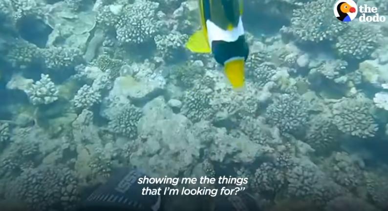 国外美女姐姐海里偶遇一只小鱼，竟引发神奇友谊！网友：前世情人