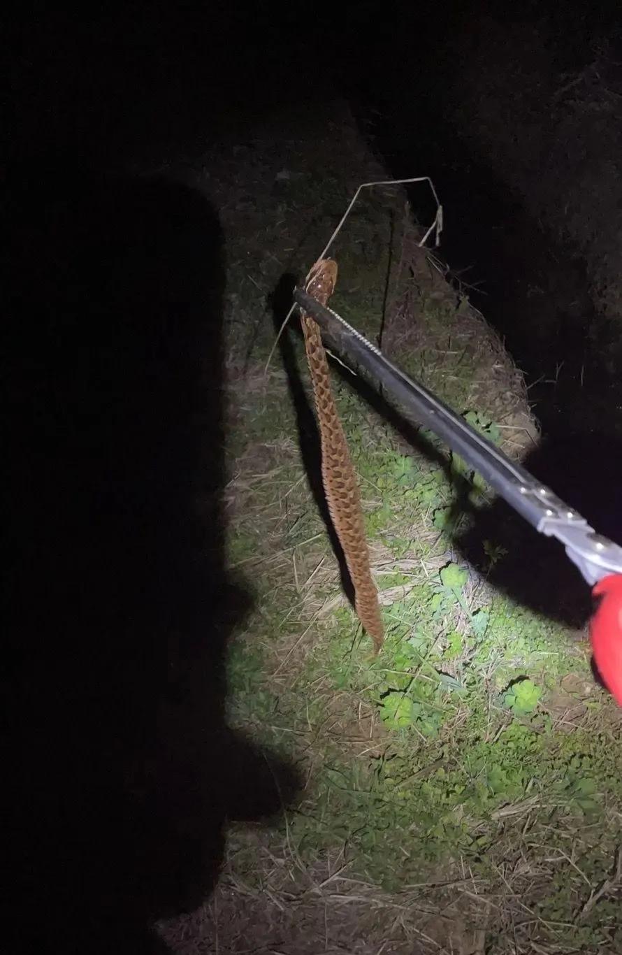 蛇头是三角形的无毒蛇,长角的毒蛇是什么蛇