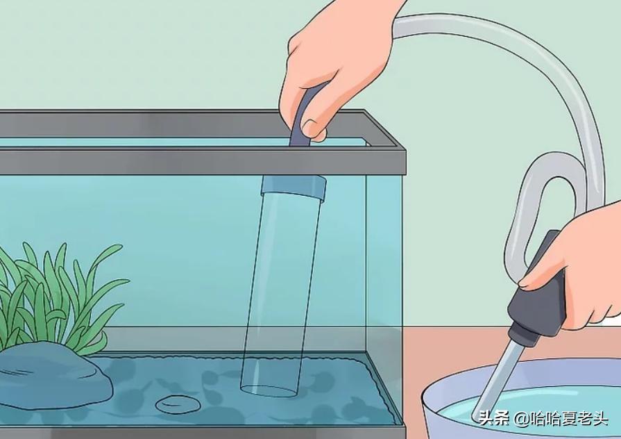 怎样拯救要死的斗鱼,怎么抢救奄奄一息的斗鱼