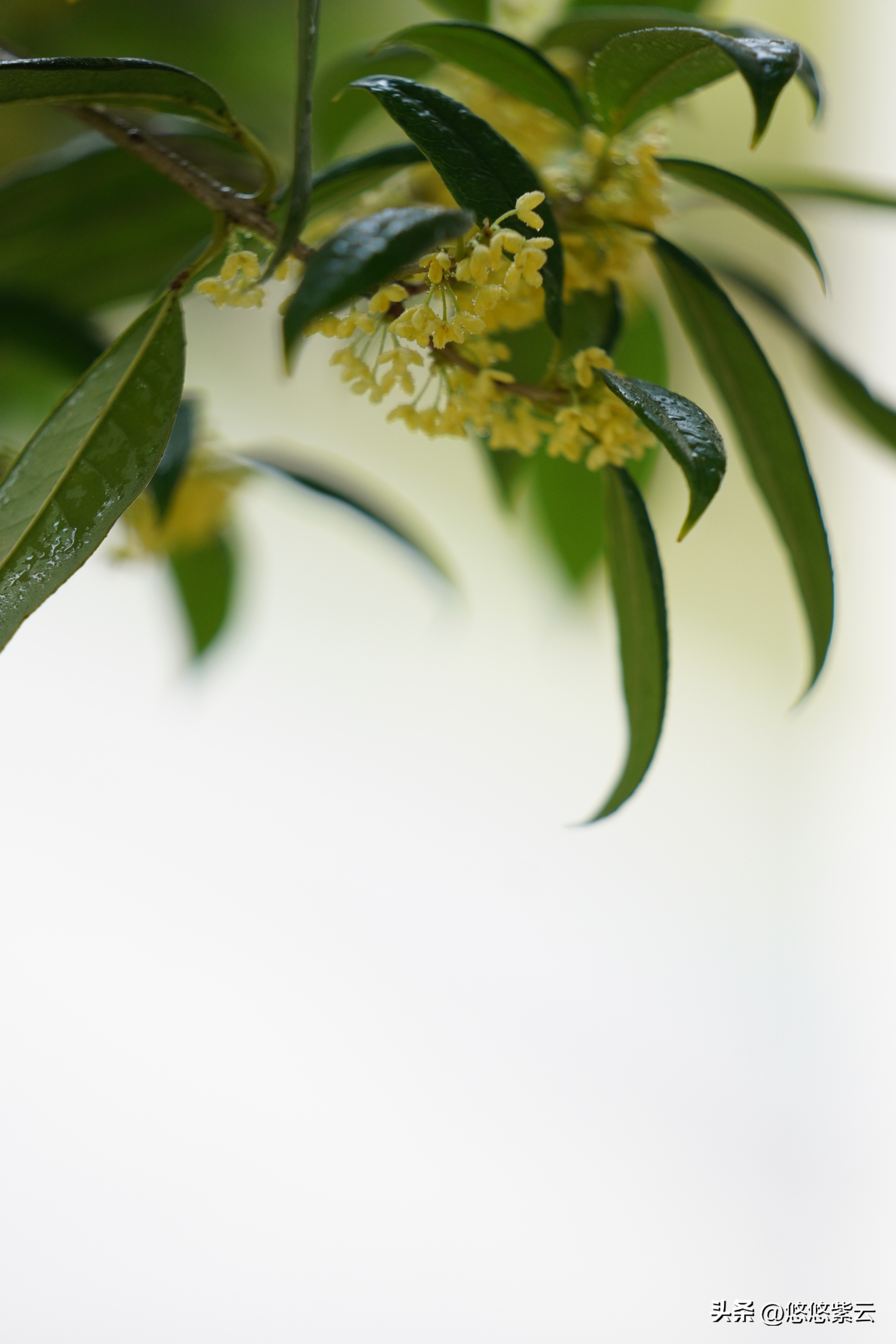 襄阳桂花,襄阳八月桂花遍地开