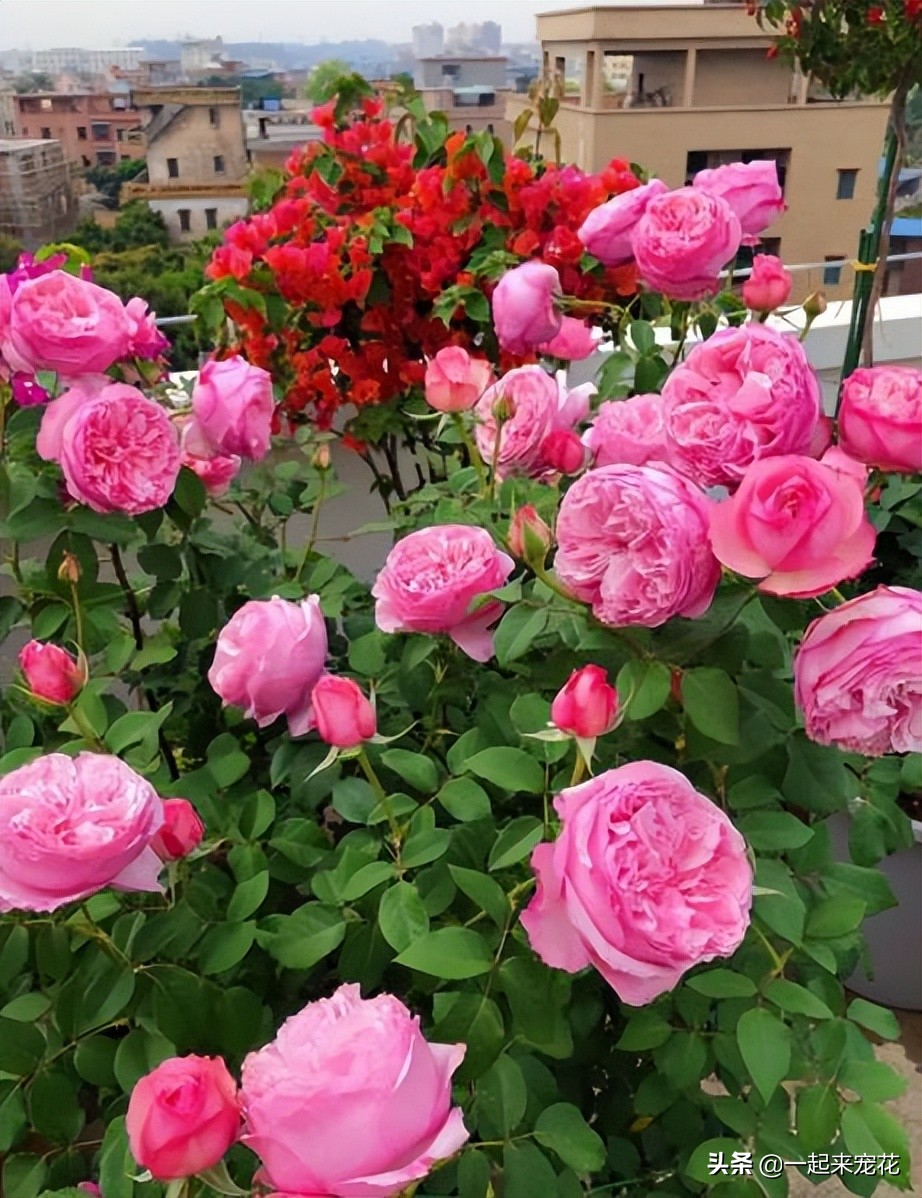 最漂亮10种盆栽月季,月季冬天如何养护春天才会爆花
