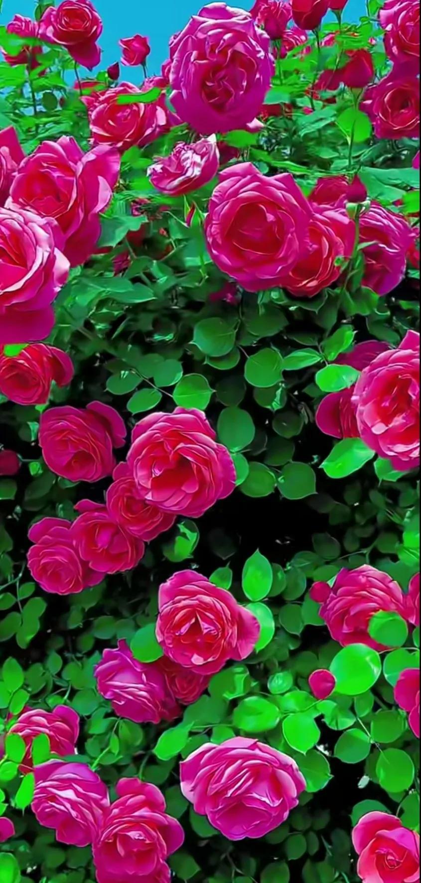 美到极致的月季花图片,仙气十足的月季花图片