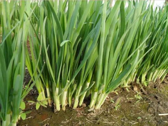 自制万能养花肥料,自制万能肥料的配方