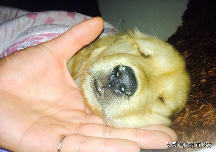 狗狗得犬瘟吃草是自救吗,中晚期犬瘟自救日记第二天