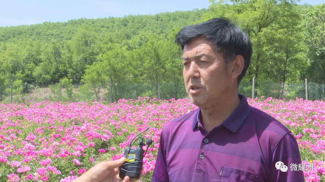 百亩芍药花海吸引人,丰县顺河千亩芍药盛开