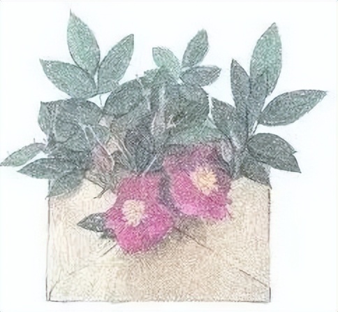 红叶蛋糕图片大全,红叶蛋糕完整版