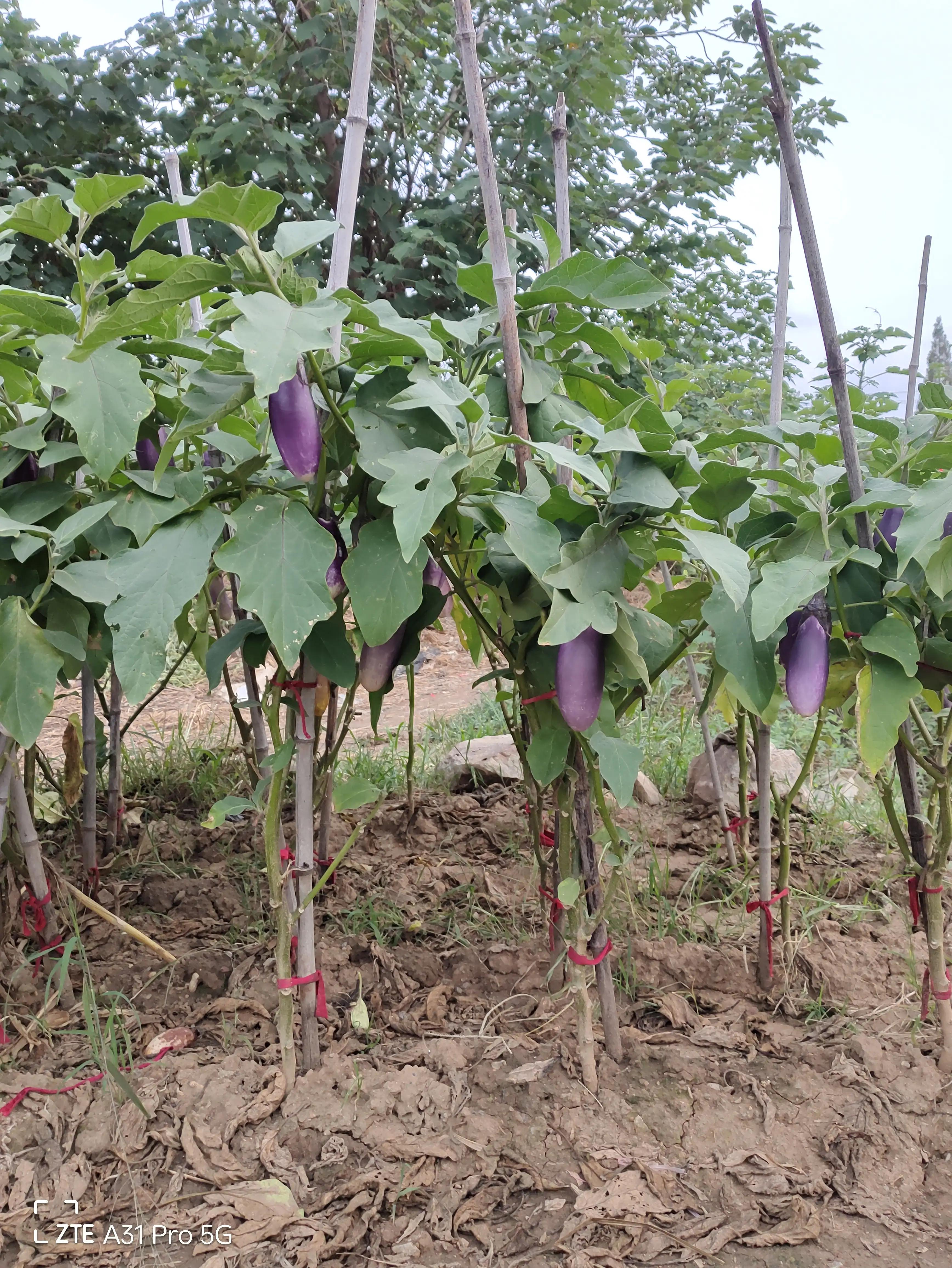 落花生的原名,落花生是什么意思
