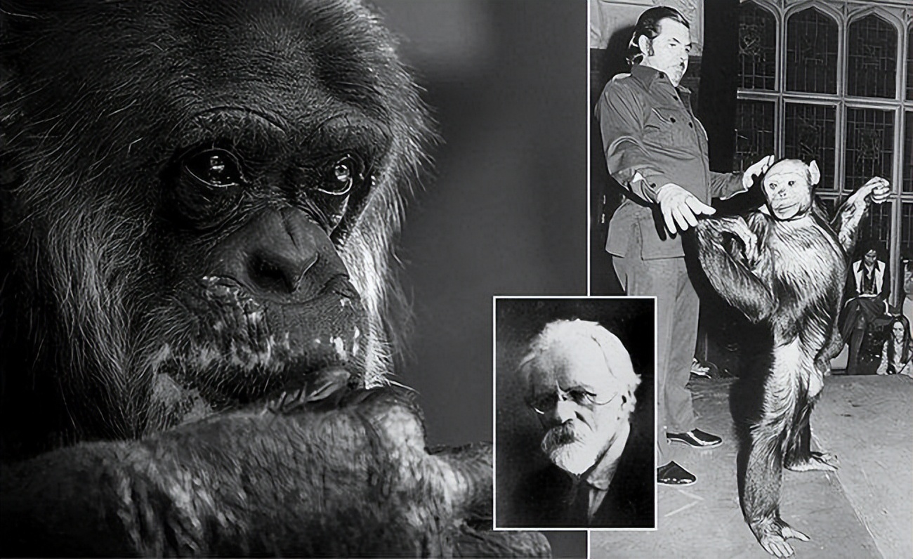 老虎狮子为什么可以杂交,为什么狮子和老虎能杂交