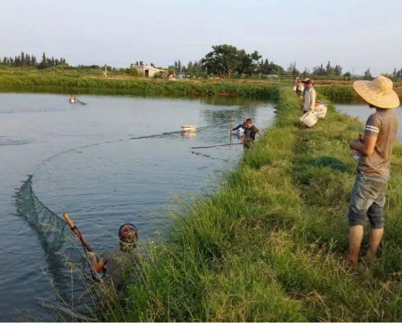 农村哪三件生意严查,农村开展大整治三种生意不能做