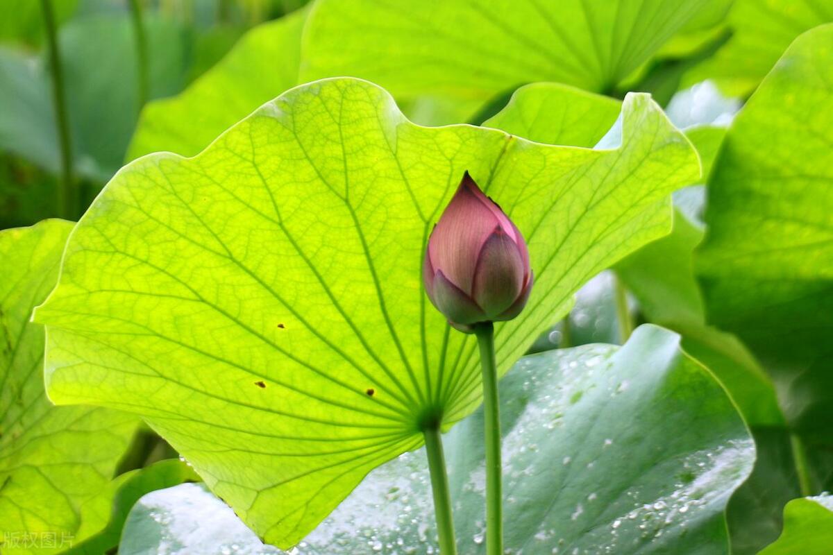 有关夏天诗词名句,诗词中夏天别称